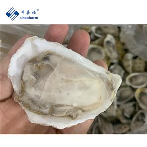 Sinocharm High Quality New season IQF Frozen fresh frozen oyster meat