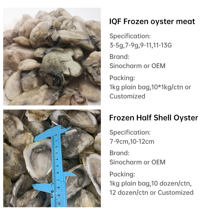 frozen oysters