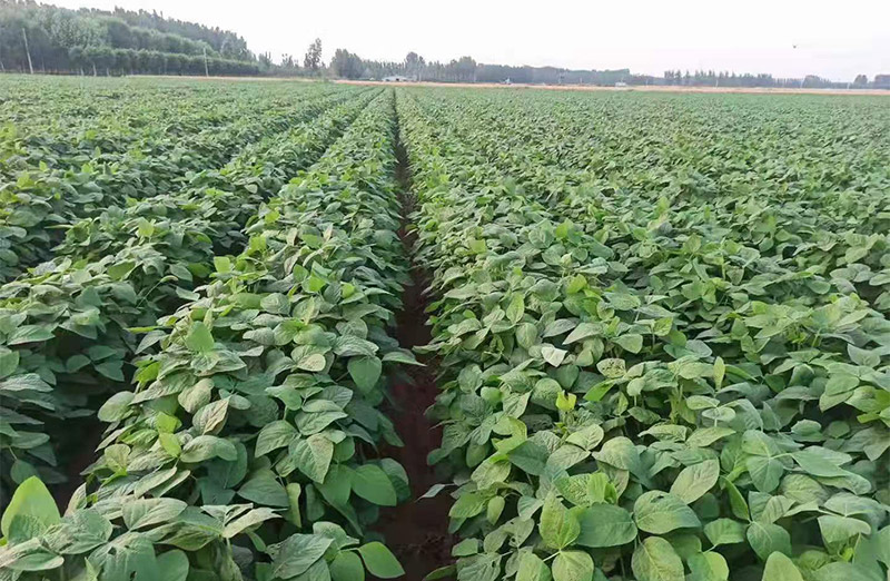 frozen edamame production