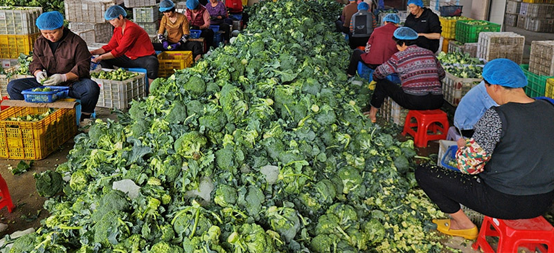 Frozen broccoli