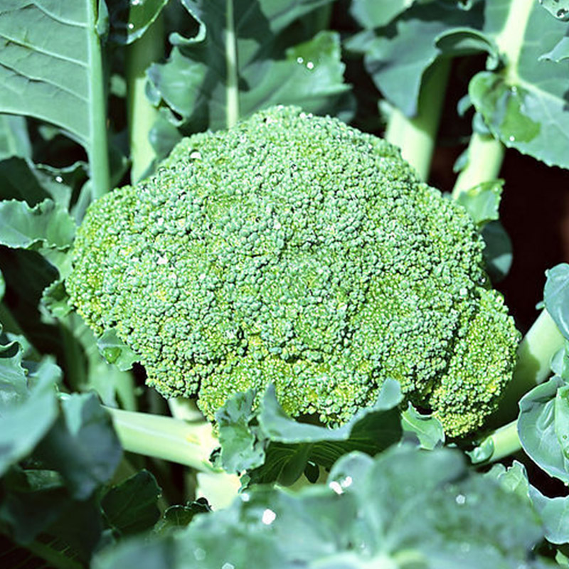 IQF Broccoli