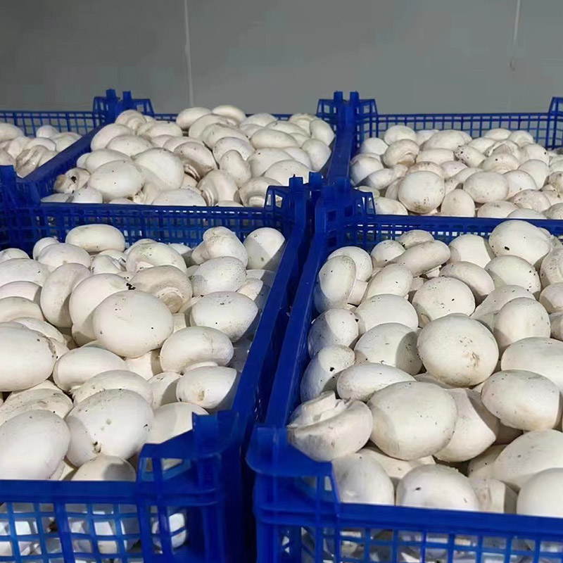 Frozen White Button Mushrooms