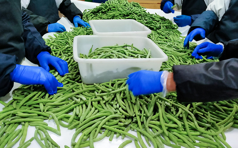 Frozen Green Beans Manufacturer