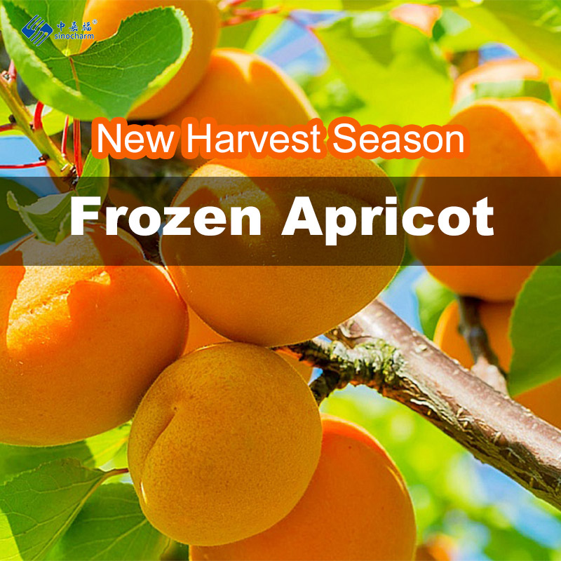 Premium Frozen Apricots: Your Preferred Supplier Sinocharm