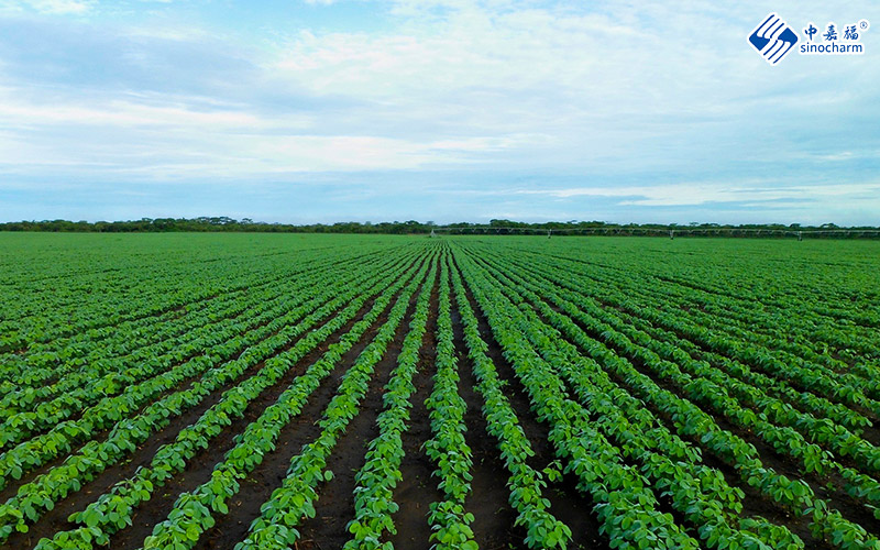 Frozen Edamame Factory