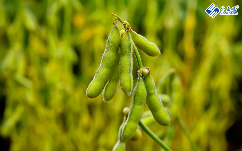 Frozen Edamame Factory