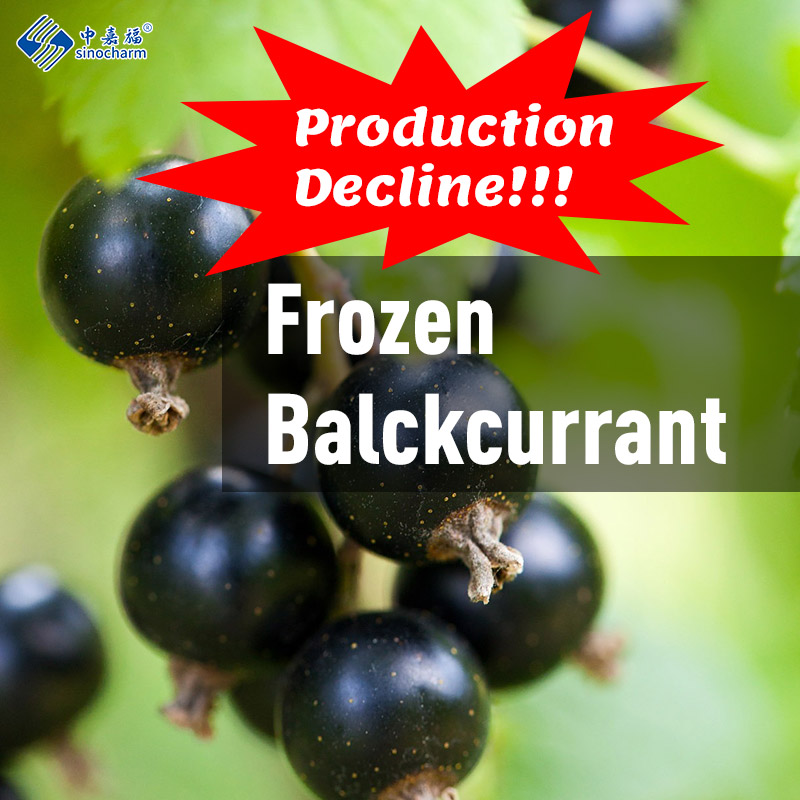 Urgent Notice: Chinese Black Currants in Short Supply! Production Down by 60%, Limited Availability!