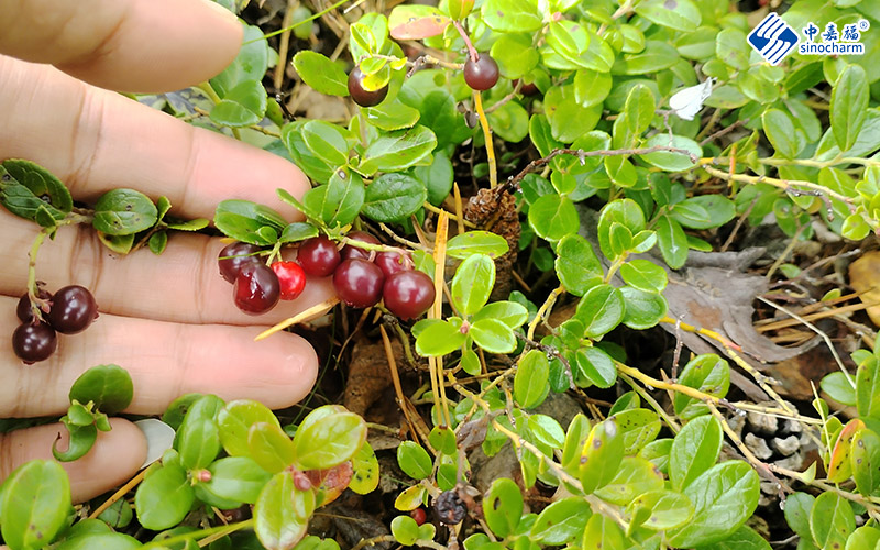 Frozen Lingonberry
