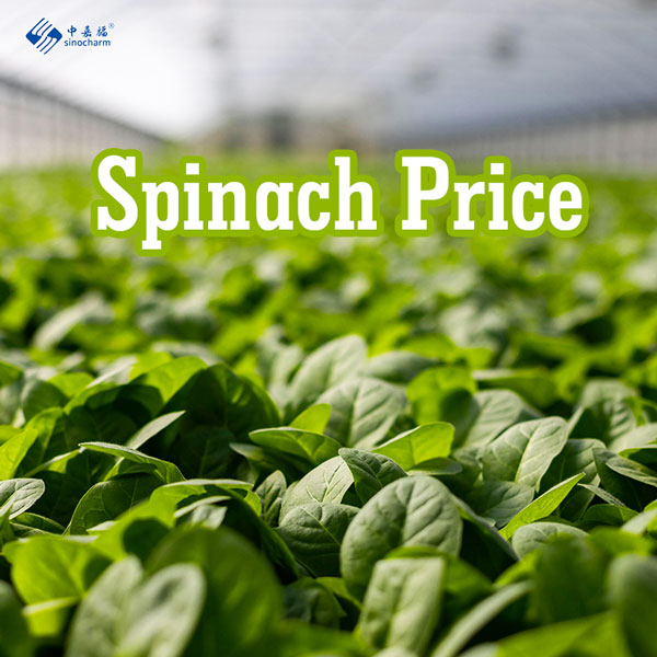 Crisis de la espinaca en China: Las lluvias continuas arrasan con hasta el 90% de la cosecha clave, disparando el precio de las verduras congeladas