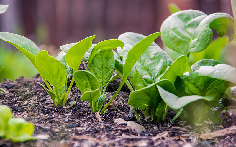 spinach supply spinach supply