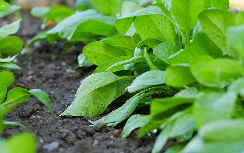 Frozen spinach Price Frozen spinach Price