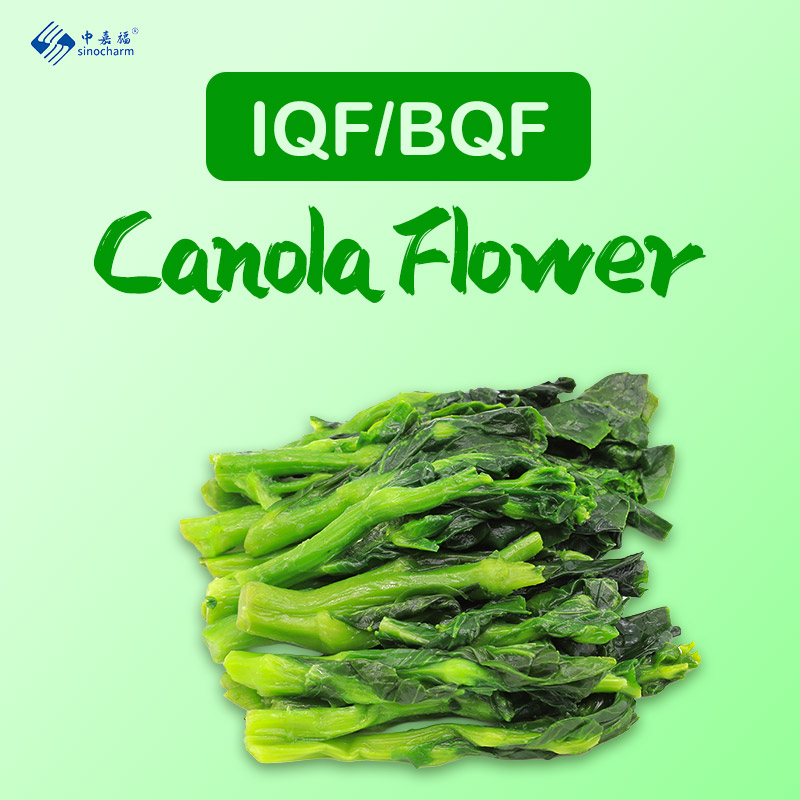 The Season of Gold: A Professional Guide to Sourcing Frozen Canola Flowers