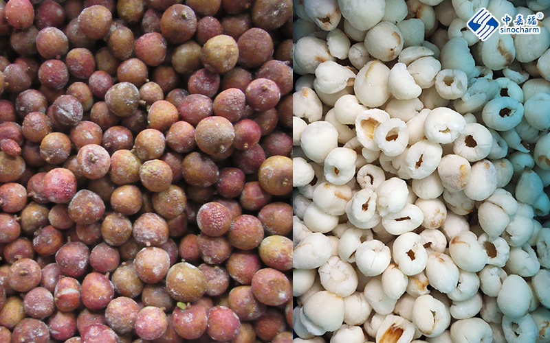 Chinese lychee harvest season