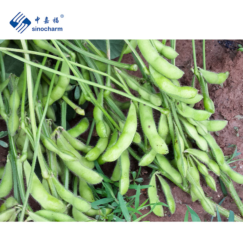 IQF Frozen Edamame Beans