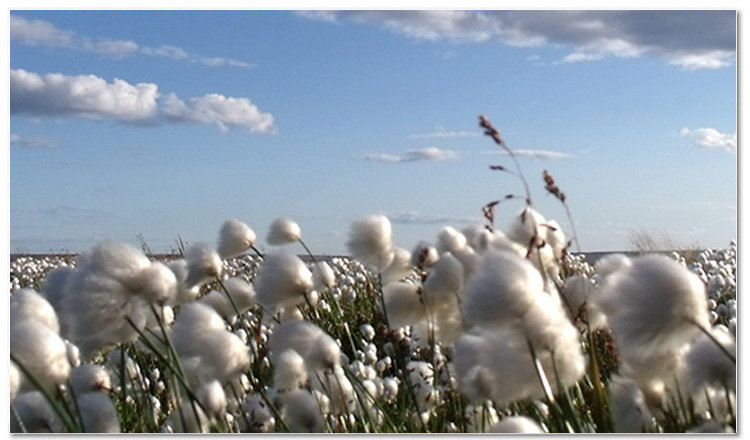 cotton consumption