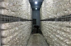 Ozone for mushroom cultivation