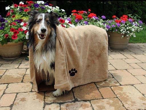 Monogrammed Embroidered Pet Towel For Dog