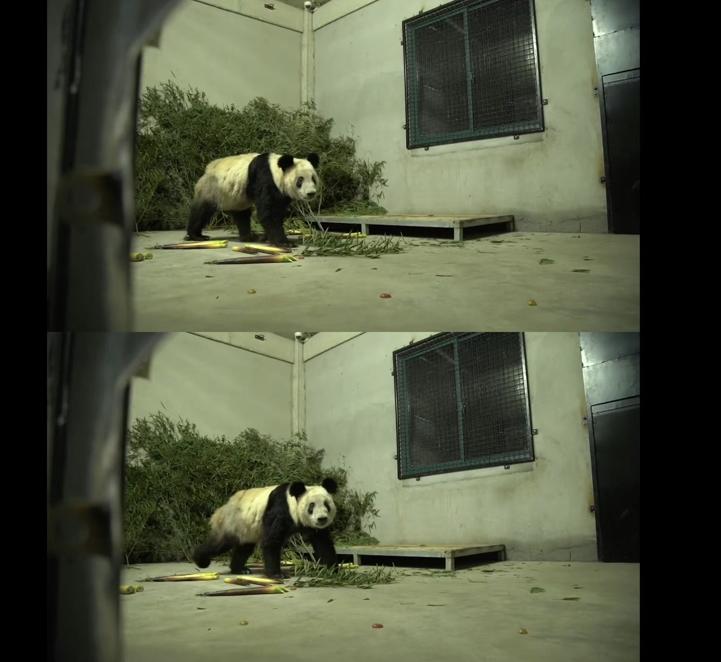 CHINA panda