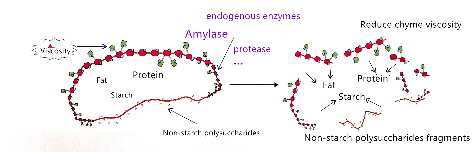 Enzyme for Freshwater Fish