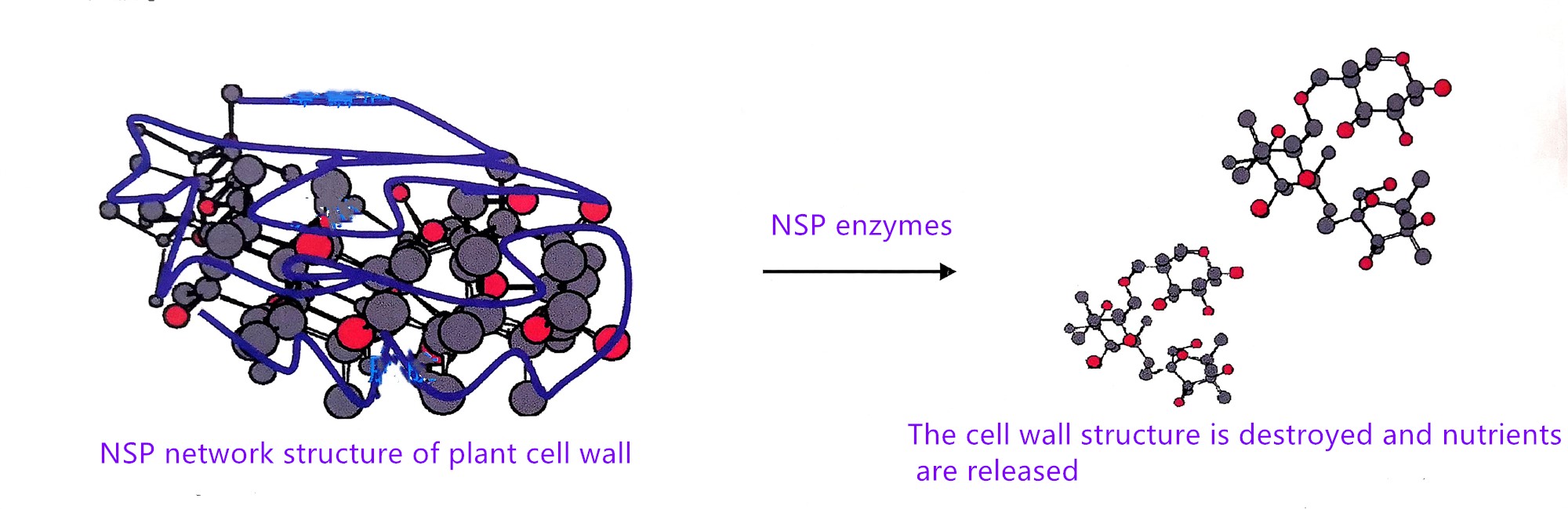 Enzyme cho lúa mì