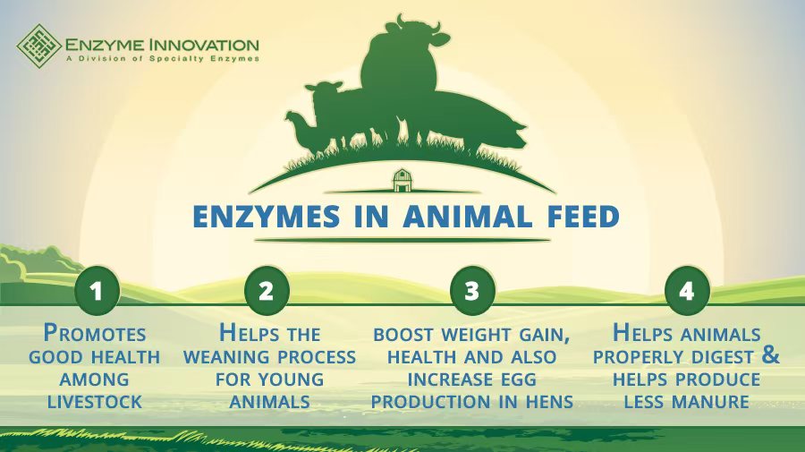 Enzymes are also an effective way of aiding the weaning process for young animals