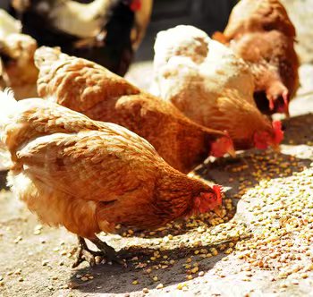 Poultry feed can contain three classes of enzymes: phytases