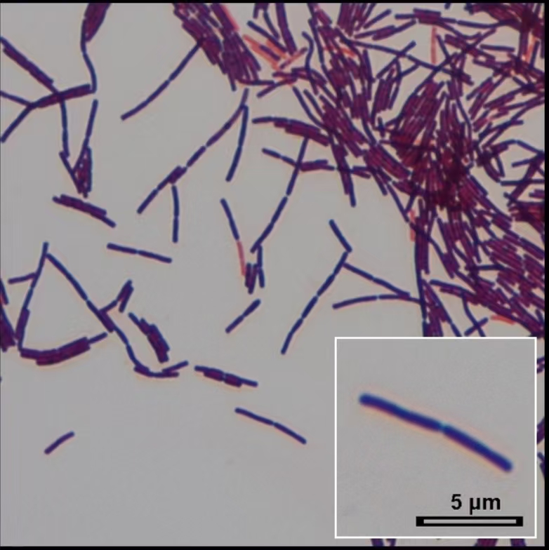 Biological Science of Bacillus subtilis