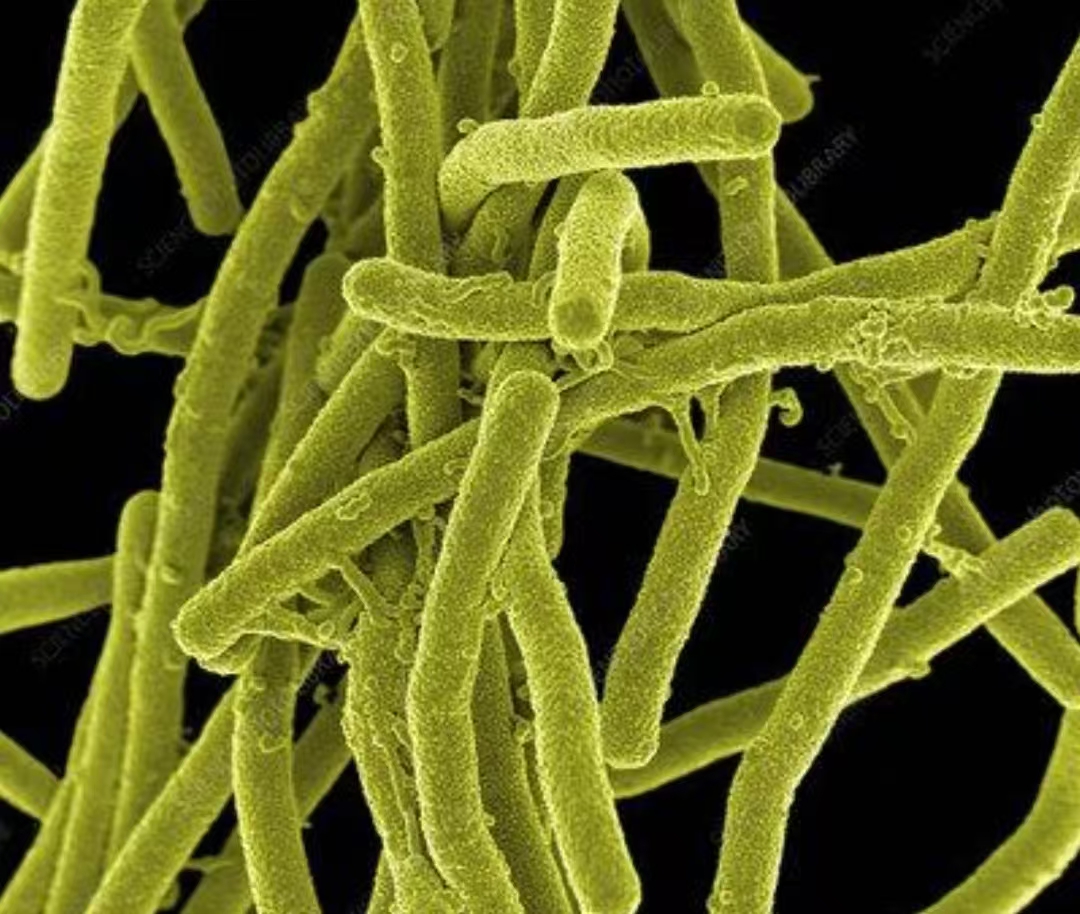 Bacillus subtilis