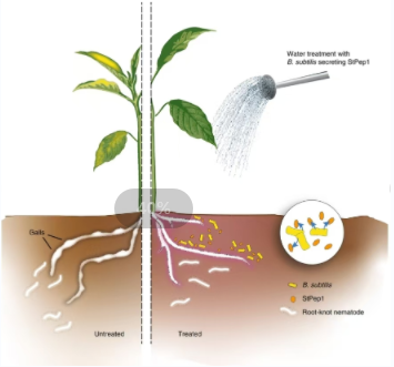 The Role and Efficacy of Bacillus subtilis in Agriculture Part 1