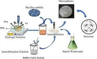 Bacillus subtilis