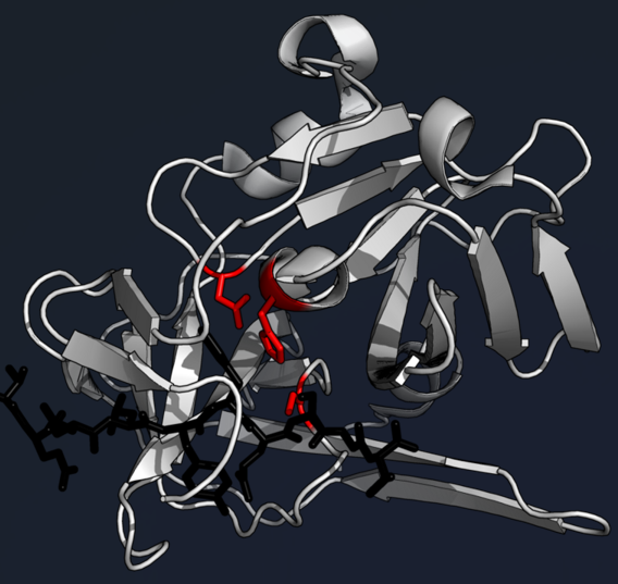 Protease