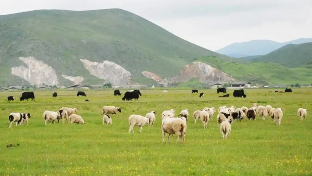 animal husbandry