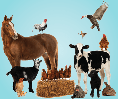 feed additives