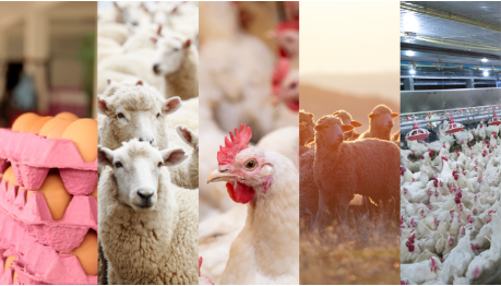 Enterococcus faecalis Enterococcus faecalis