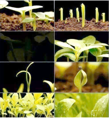 Enterococcus faecalis