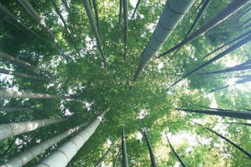竹の利点