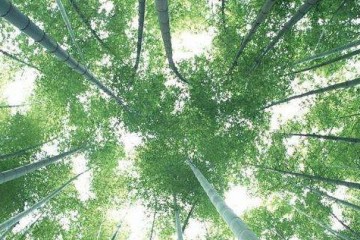 Comparisons to WPC, wood panel and bamboo products
