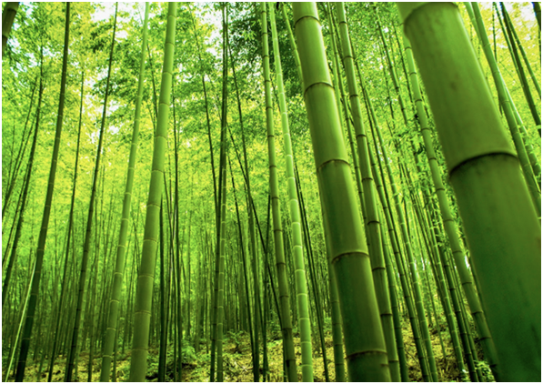 bamboo exterior building and decoration