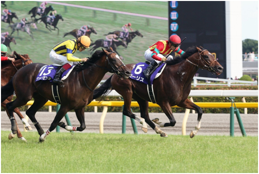 REBO horse stable planks