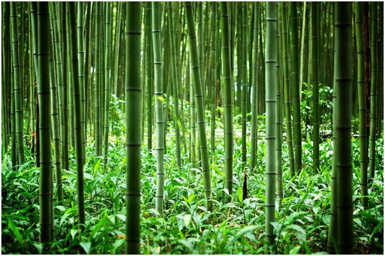 environmentally-friendly bamboo material