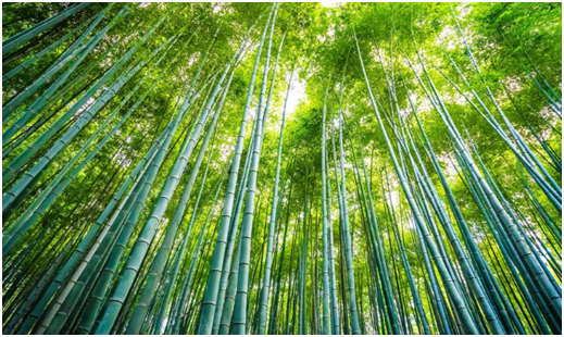 piso de bambú