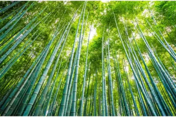 Bambu: Um produto natural versátil