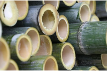 대나무 식물의 다양한 종류