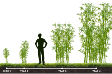 How Fast Does Bamboo Grow?