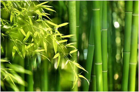 bamboo flooring