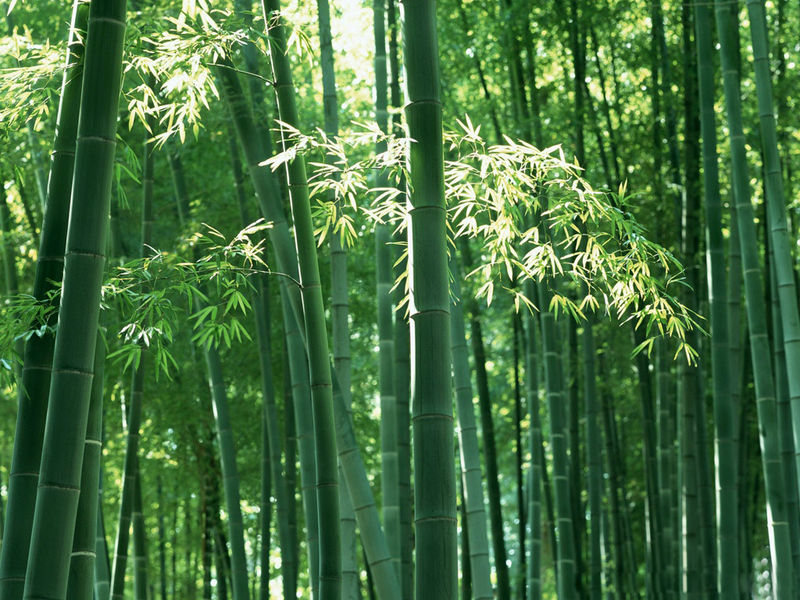 bamboo flooring