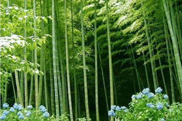 Bamboo--an expert of environment protecting