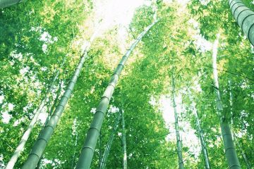 대나무는 CO2를 포집하는 데 효율적인가?