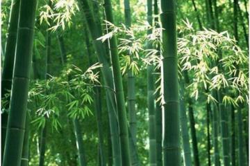 Por que o bambu é uma solução climática incrível?