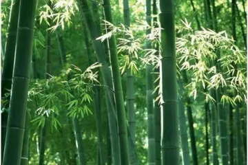 Por que o bambu é uma solução climática incrível?